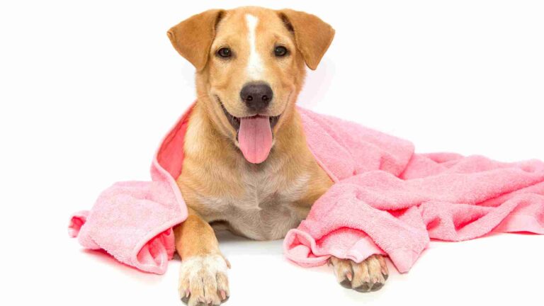 Clean Your Dog Without a Bath