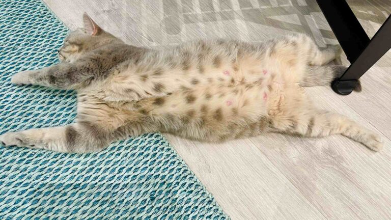 Kucing hamil berapa bulan