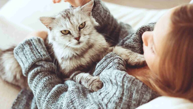 Berapa Lama Umur Kucing? Tips Merawat Kucing Agar Panjang Umur
