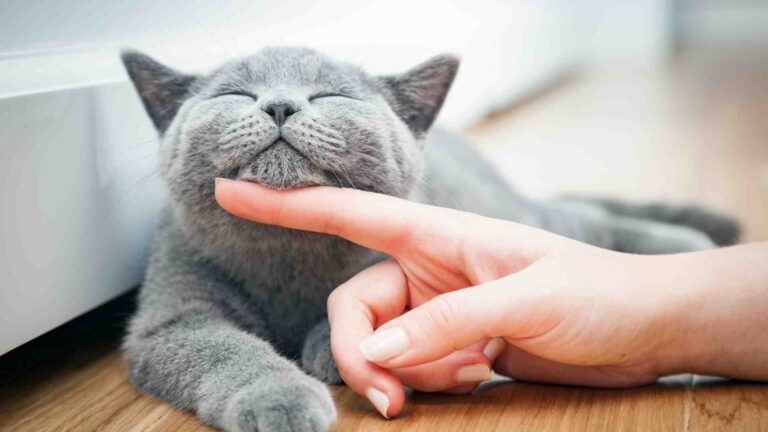 Tanda-Tanda Kucing Bahagia