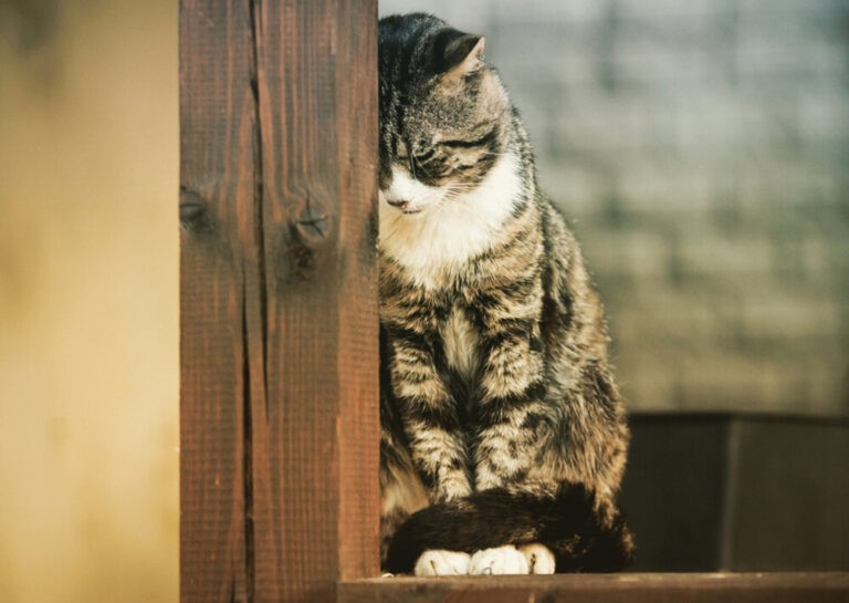 Kucing Stres