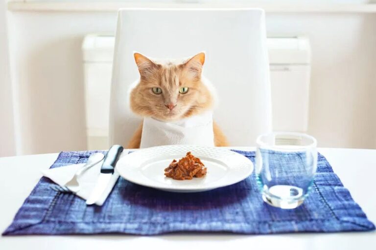 Makanan Kucing yang Bagus dan Bisa Buat Sendiri di Rumah