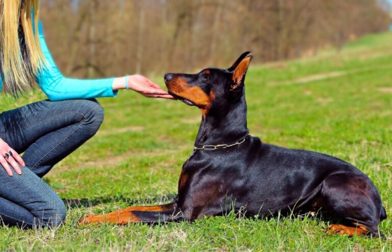 Anjing Doberman Hanya Dekat dengan Satu Orang? Ini Faktanya!