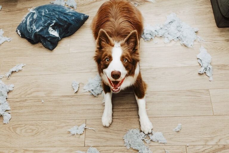 Kenali Penyebab Separation Anxiety pada Anjing
